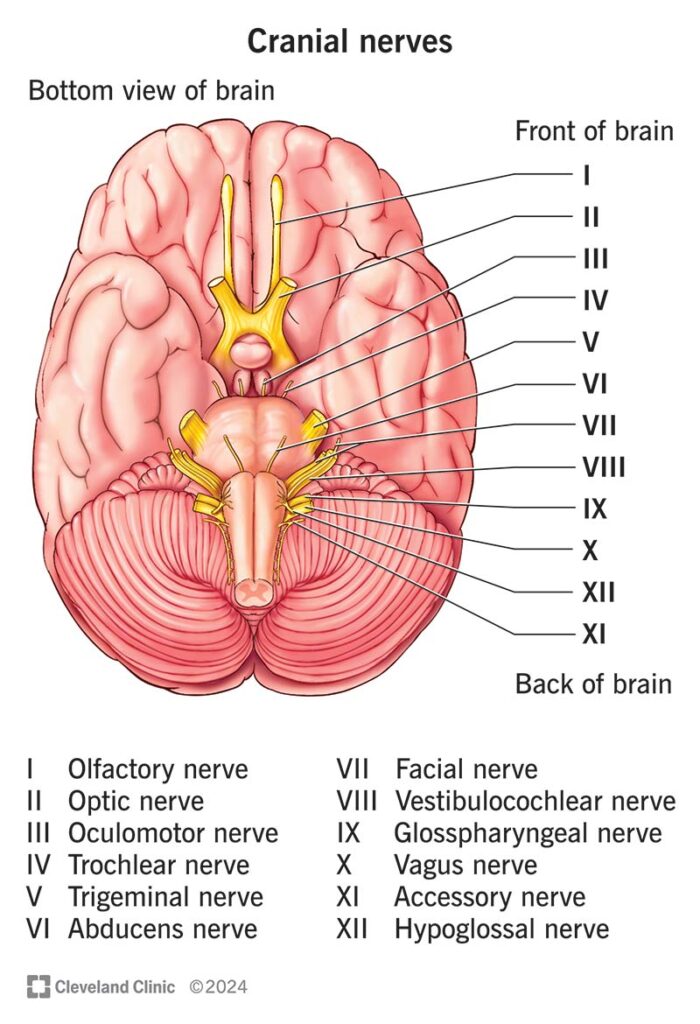 Ways to calm nerve inflammation naturally