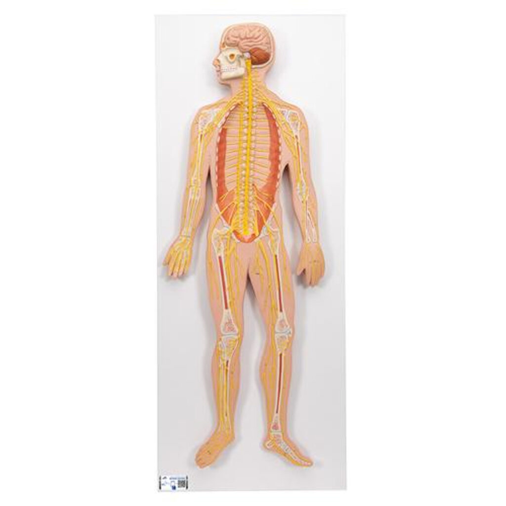 How gut health influences your nervous system