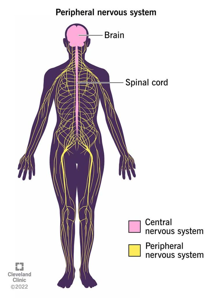 Simple movements that support nerve strength