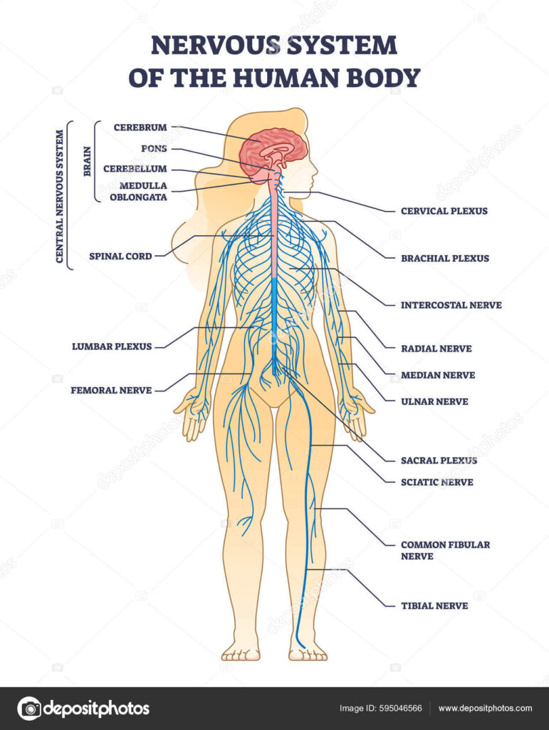 Supplements that may help repair damaged nerves