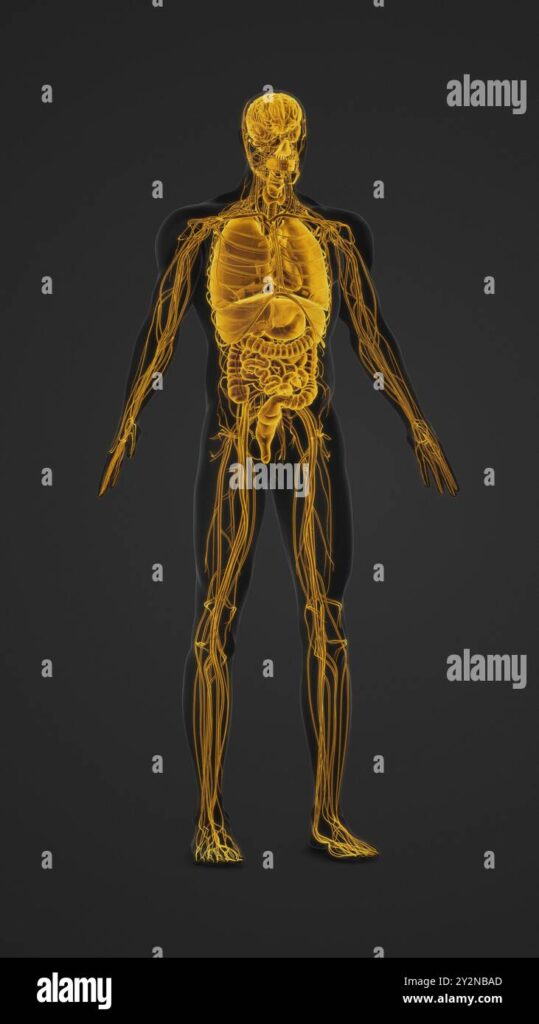 The connection between blood sugar and nerve damage