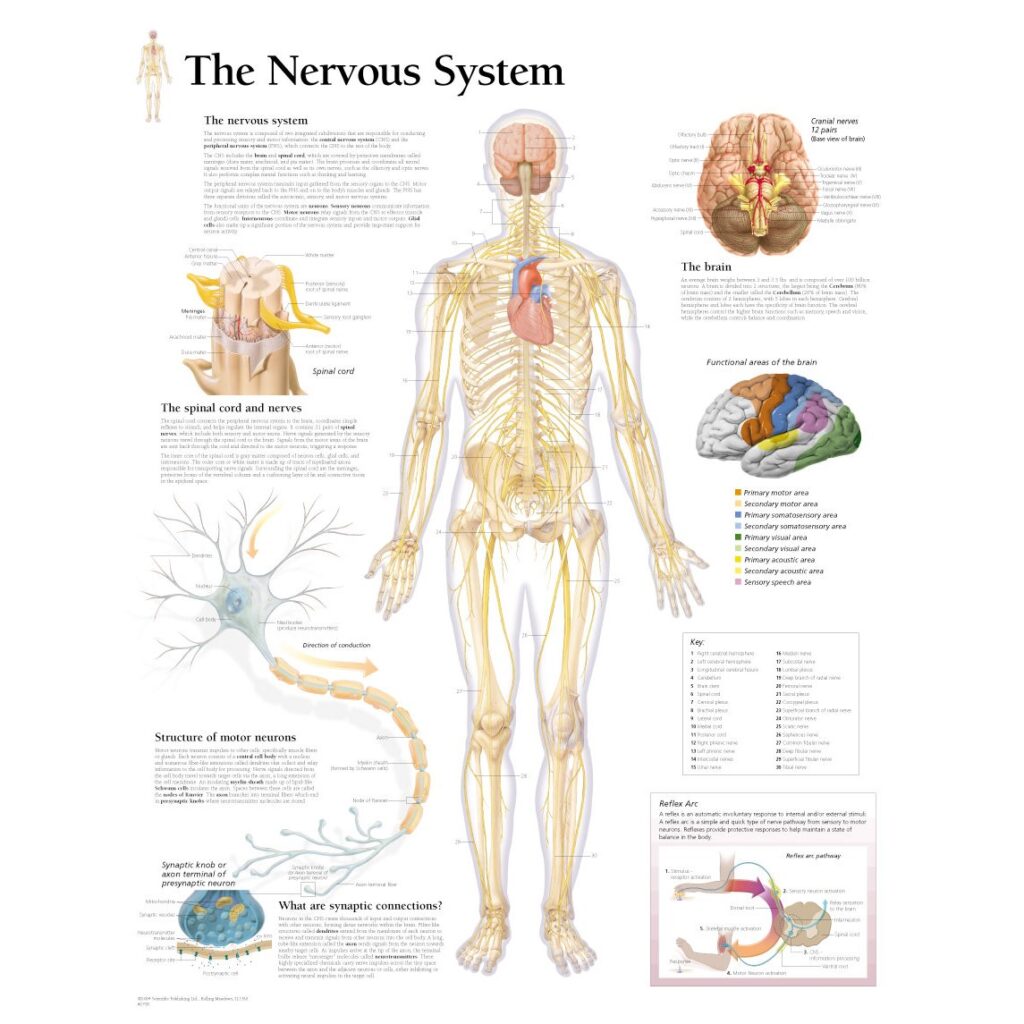 Tingling and numbness—what your nerves might be telling you